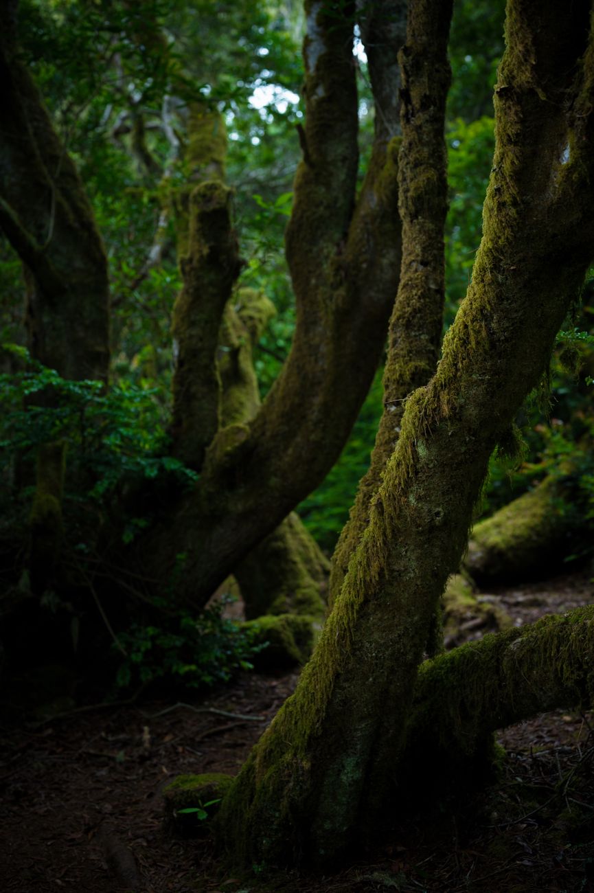 Fiordland misty water view or waterfalls